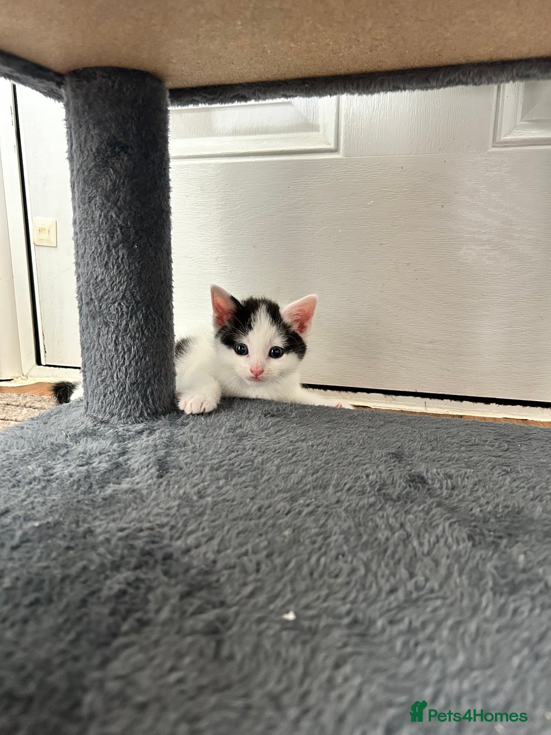 British Shorthair cats for sale: Four beautiful kittens - Image 14