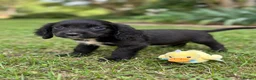Cocker Spaniel dogs for sale: Exceptional cocker spaniels - Advert 6