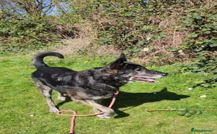 Mixed Breed dogs for adoption - Advert 3