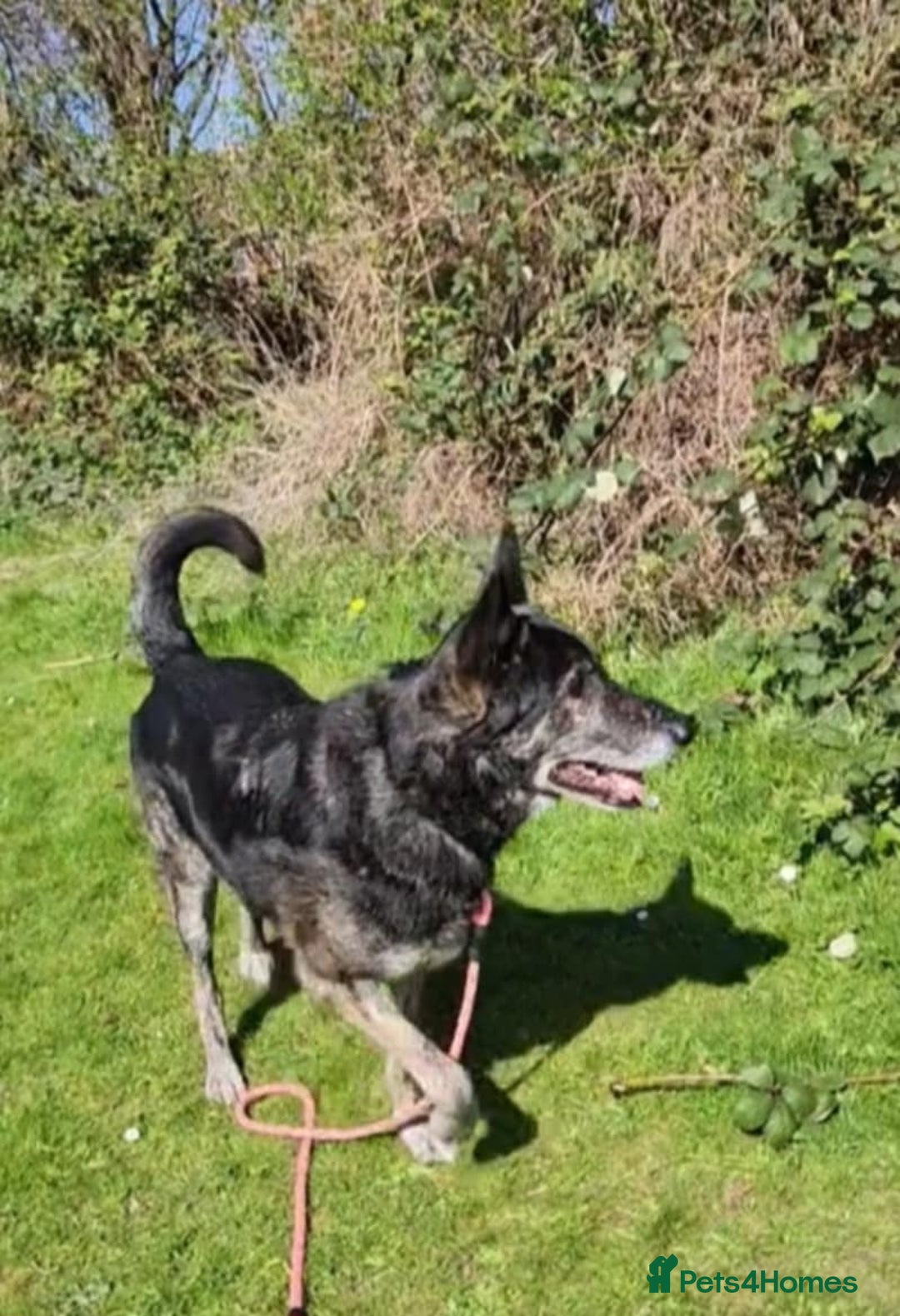 Mixed Breed dogs for adoption: Bexley is 10 yrs old  - Image 1