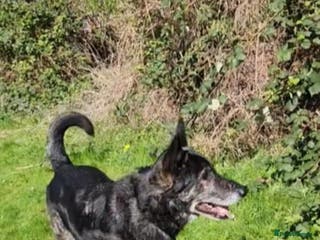 Mixed Breed dogs Bexley is 10 yrs old - Advert 2