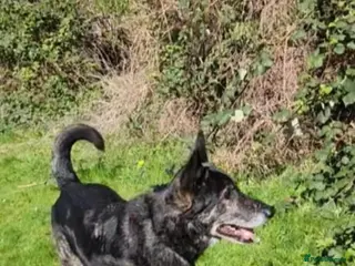 Mixed Breed dogs Bexley is 10 yrs old - Advert 11