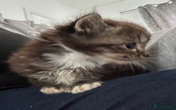 Ragdoll cats for sale: Ragdoll cross bengal - Image 4