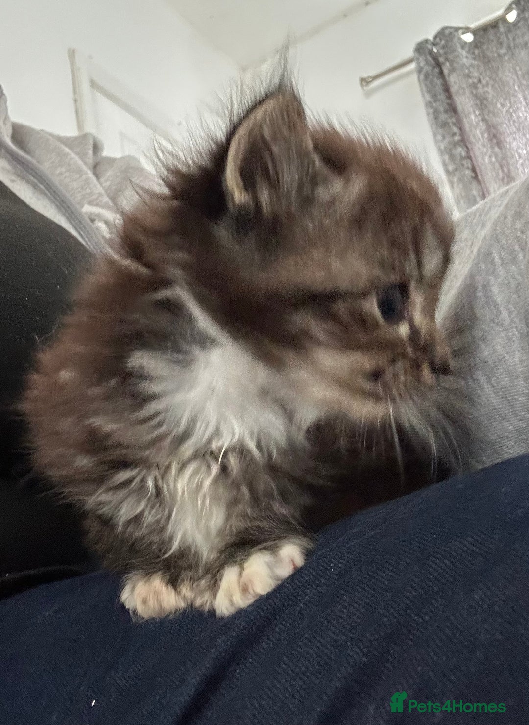 Ragdoll cats for sale: Ragdoll cross bengal - Image 4
