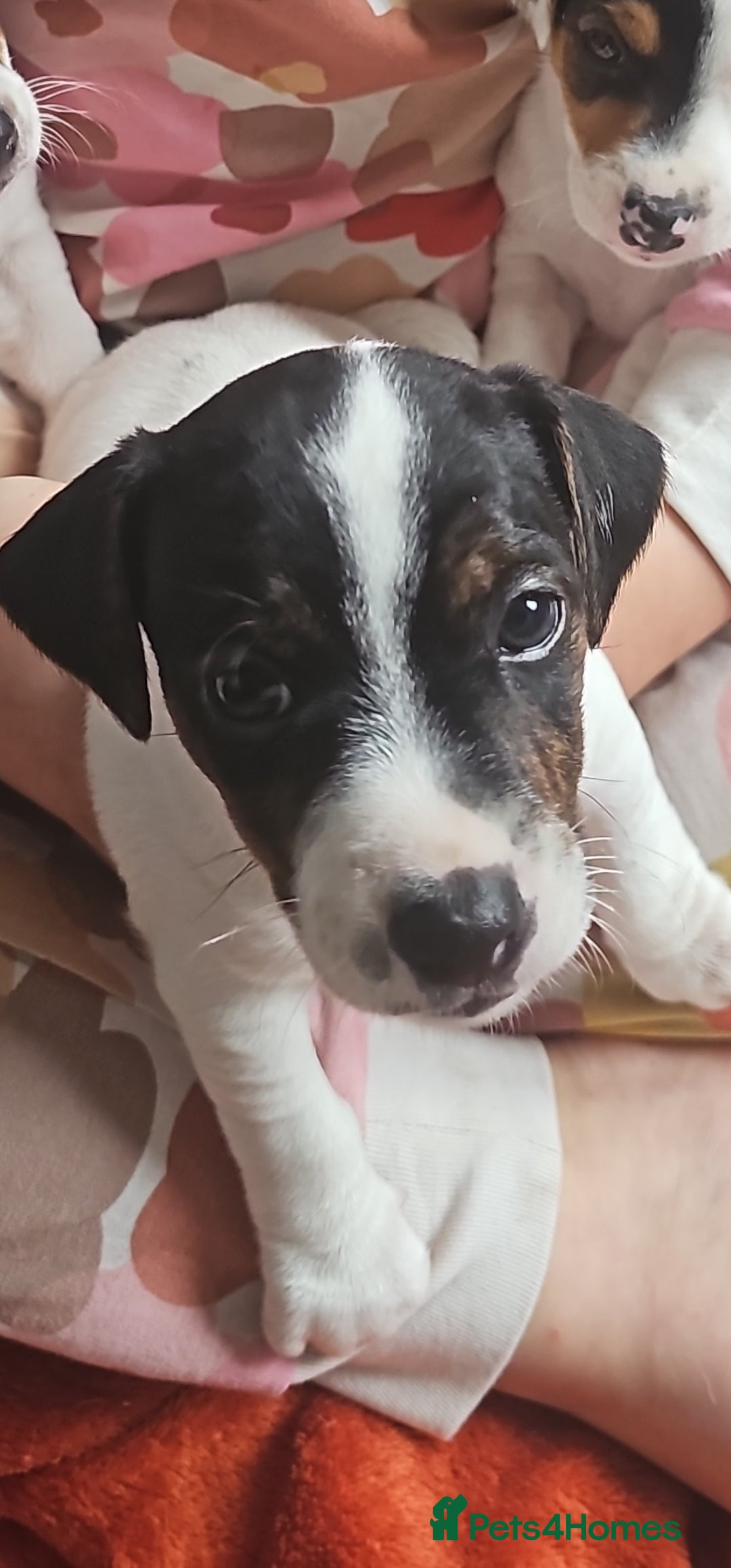 Jack Russell dogs for sale: Jack Russell Puppies  - Image 9