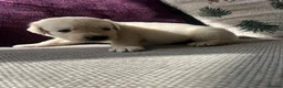 Golden Retriever dogs for sale: KC REG Extensively Health tested cream/gold pups - Advert 8