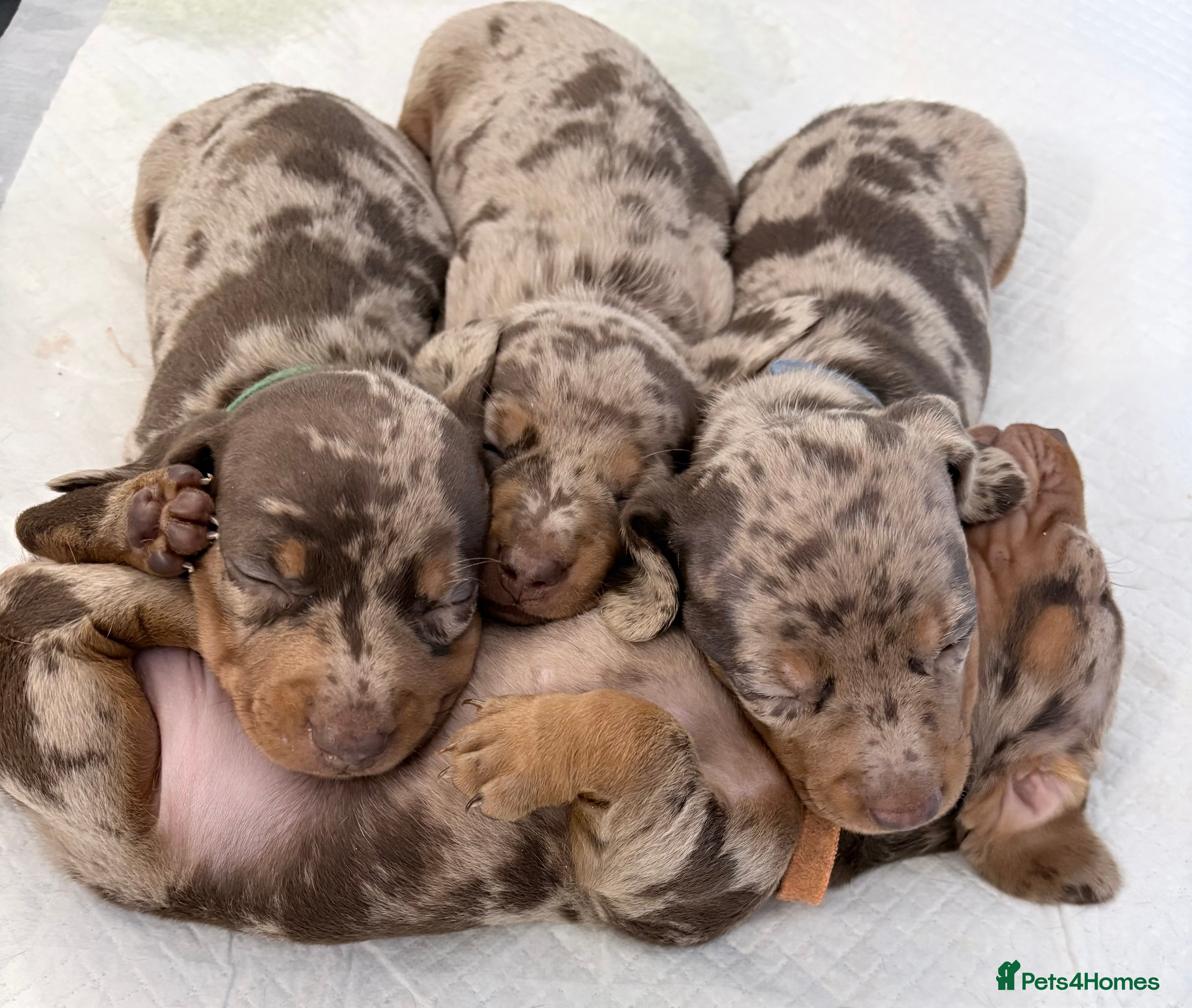 Miniature Dachshund dogs Miniature dachshunds  - Advert 13