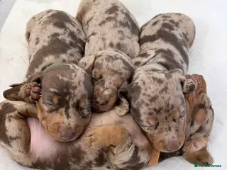 Miniature Dachshund dogs Miniature dachshunds - Advert 13