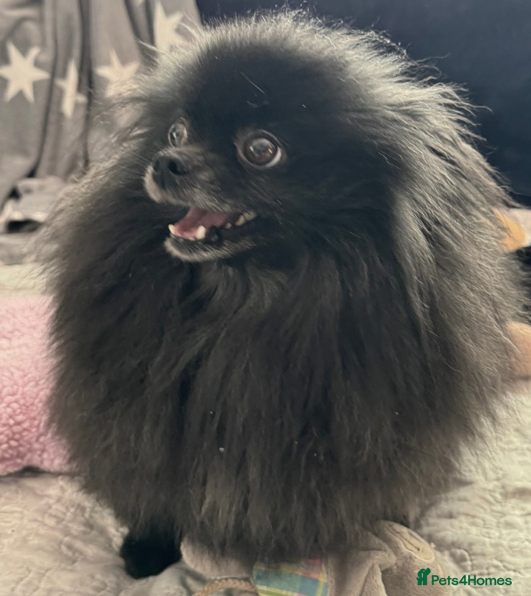 Pomeranian dogs for adoption: Naomi’s Story: A Tiny Life Saved - Image 4