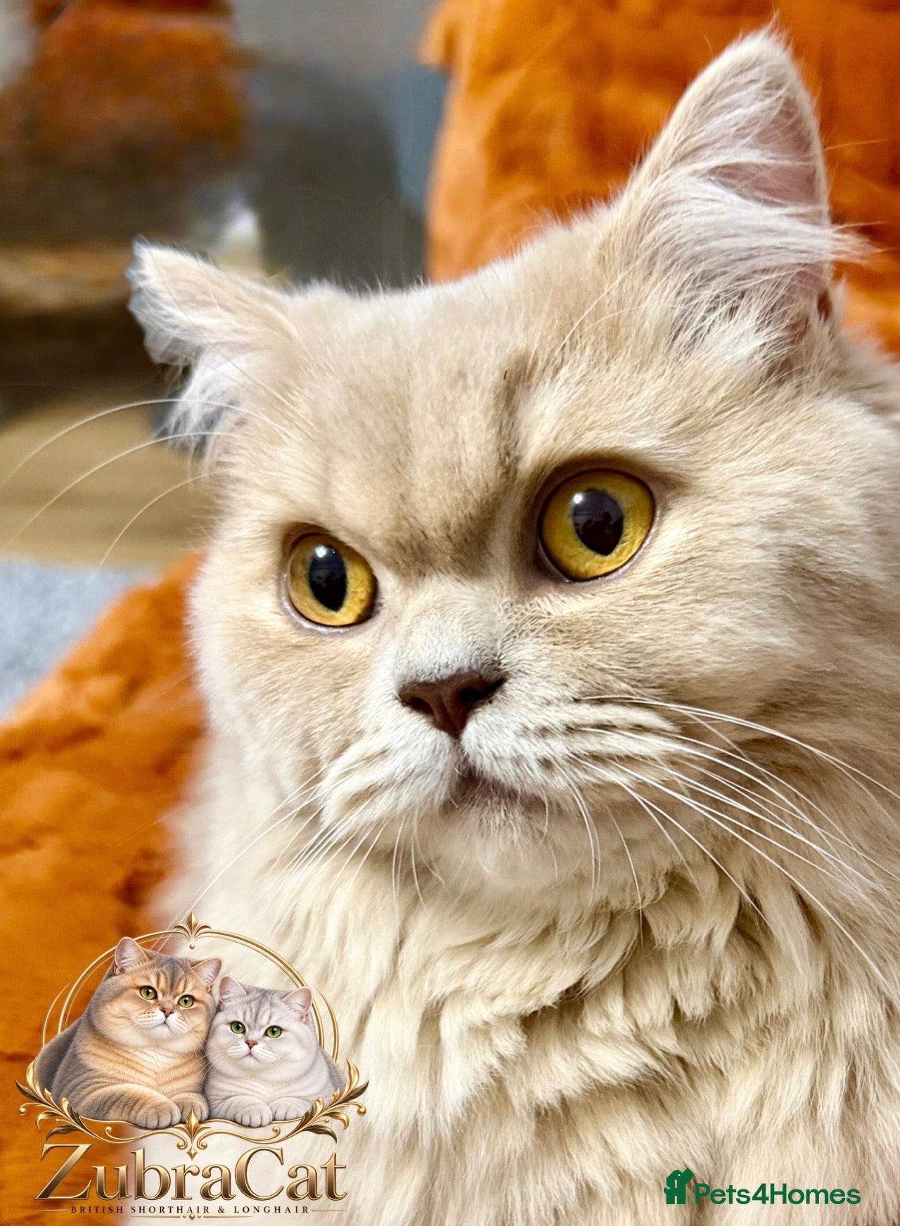 British Longhair cats for sale: British Longhair 🎀 - Advert 1