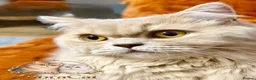 British Longhair cats for sale: British Longhair  - Advert 4