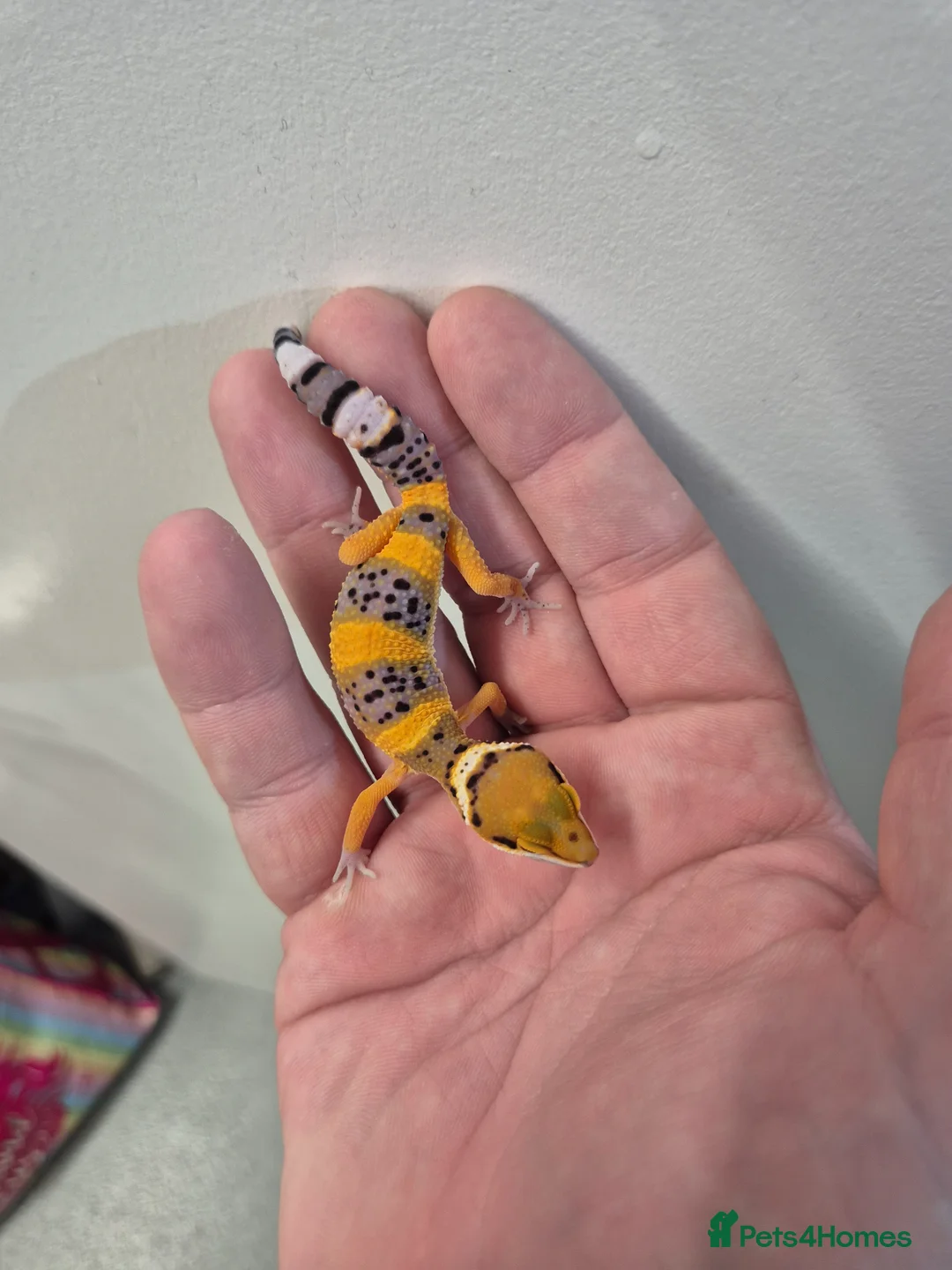 Leopard Gecko reptiles for sale: Baby leopard geckos for sale  - Advert 2