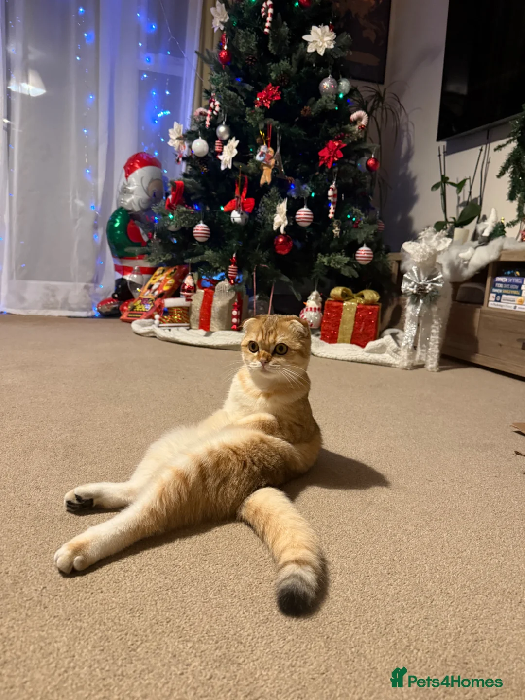 Mixed Breed cats for sale: 3 male kittens for sale  in Evesham - Advert 1