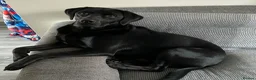 Labrador Retriever dogs for sale: Male black Labrador Retriever  - Advert 13