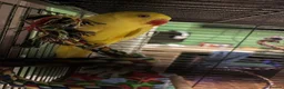 Ringnecks birds for sale: Beautiful yellow Ringneck parrot (kevin) - Advert 7