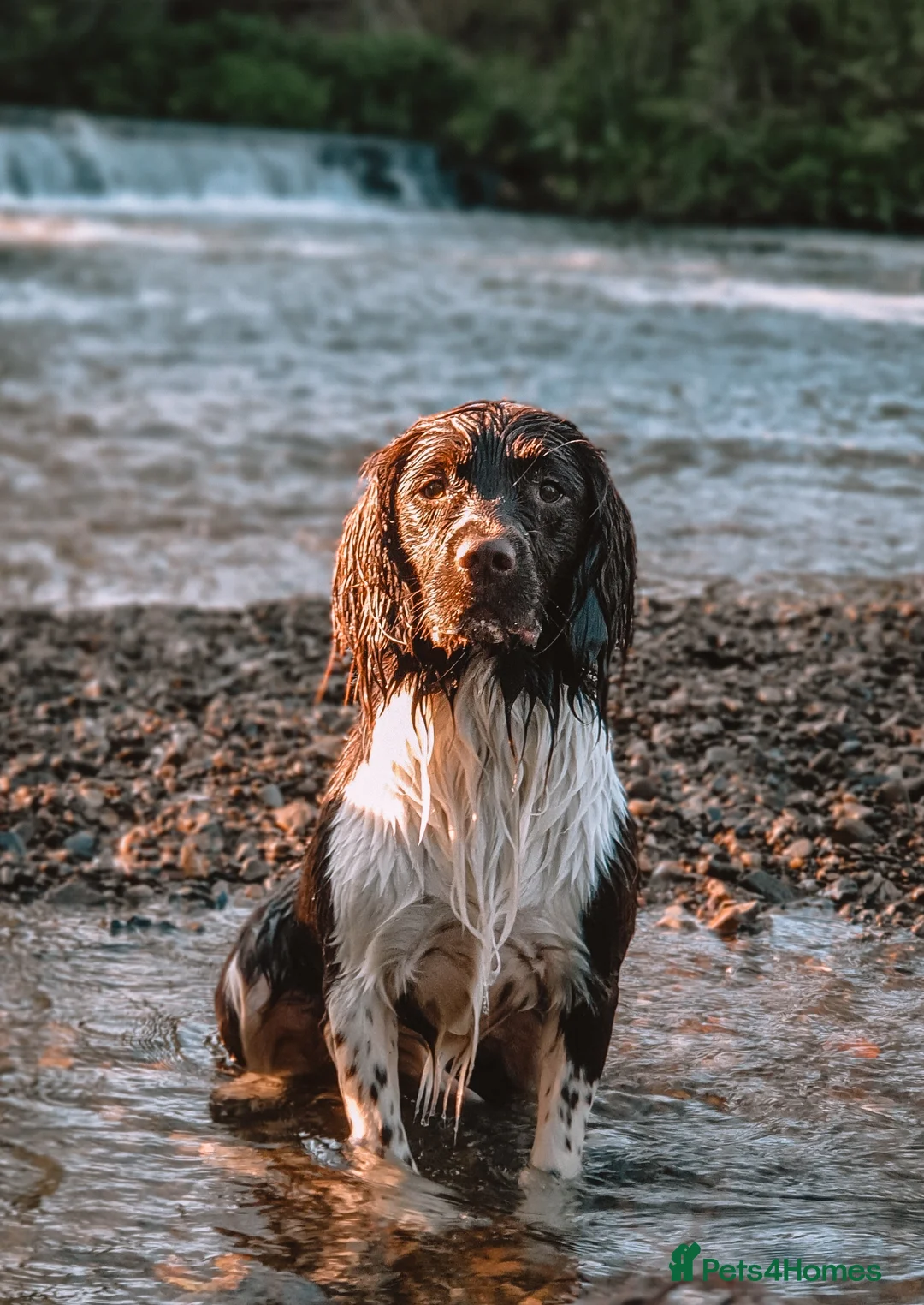 English Springer Spaniel dogs for stud: English Springer Spaniel Stud  in Derby - Advert 18
