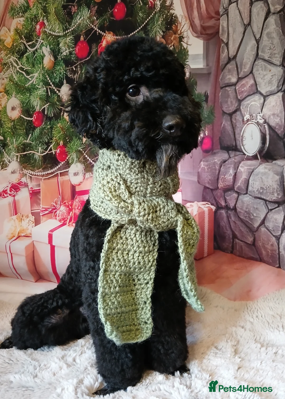 Poodle dogs for stud: Dio - Male Black Miniature Poodle - Advert 2