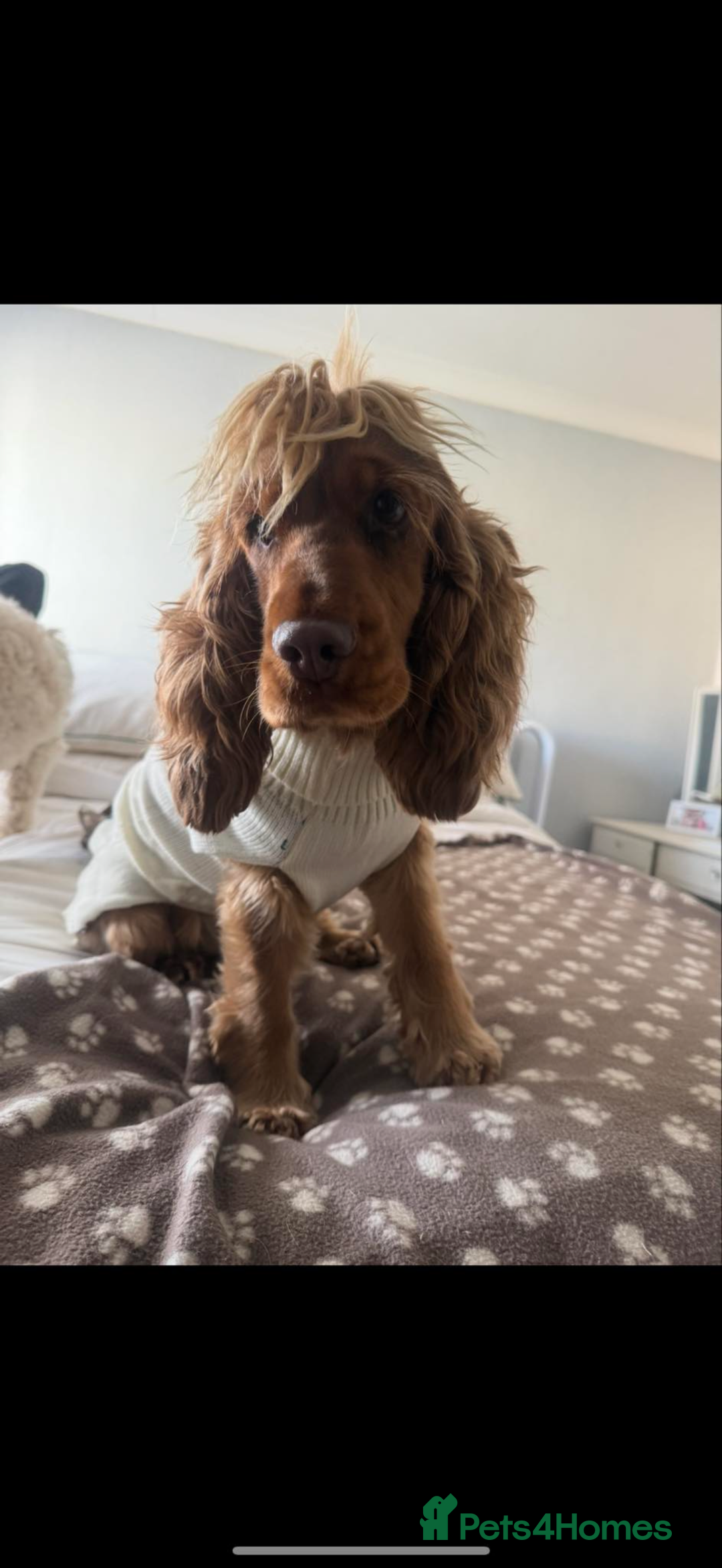 Cocker Spaniel dogs for sale: KC Reg Show Cocker Spaniel Puppies  - Advert 9