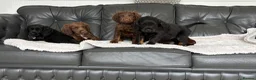 Cocker Spaniel dogs for sale: Exceptional working cocker spaniels in Middlewich - Advert 7
