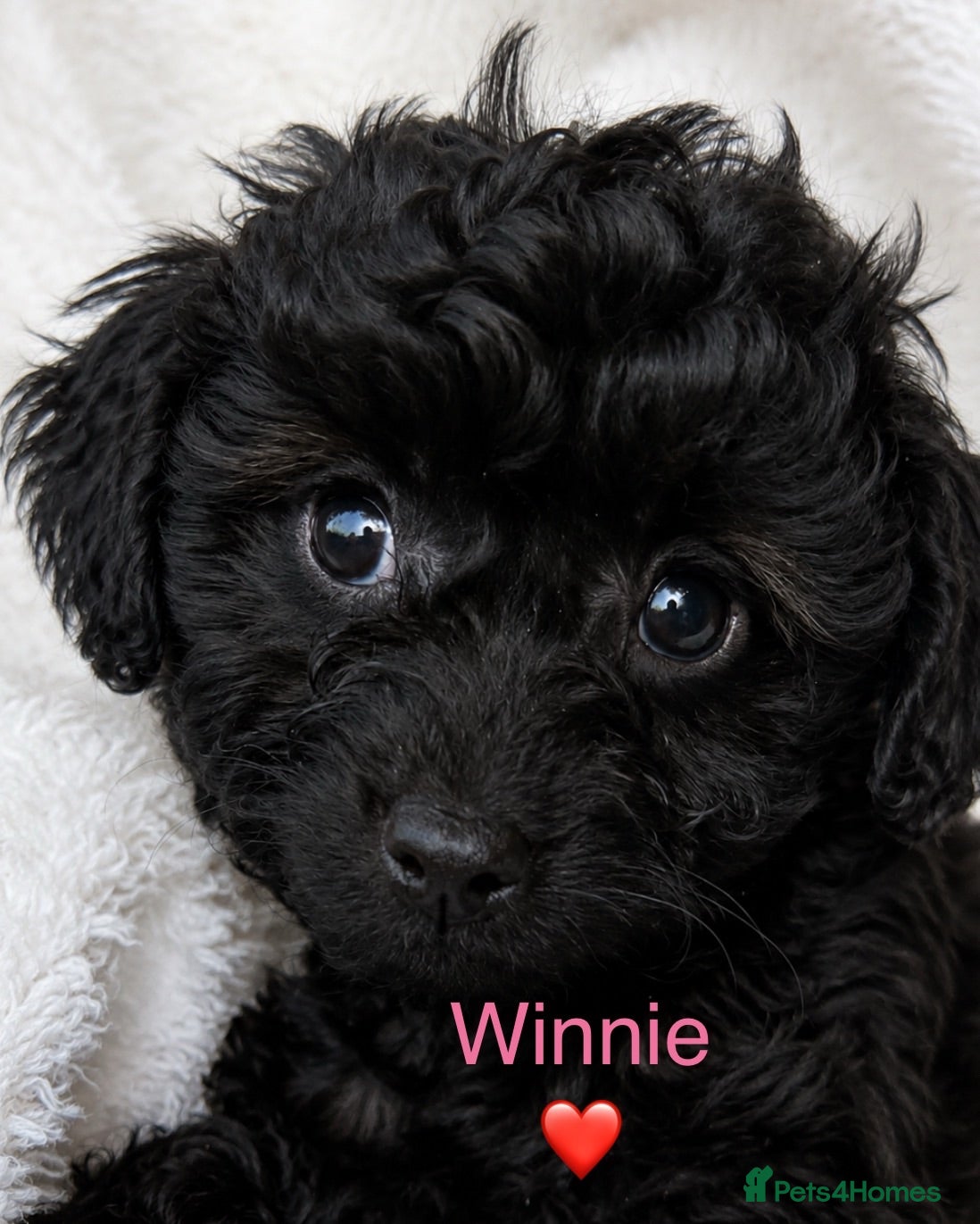 Cavapoo dogs 💛*CAVAPOO’S*1 BOY*1 GIRL*Ready Now in CHESHIRE⭐️ - Advert 2
