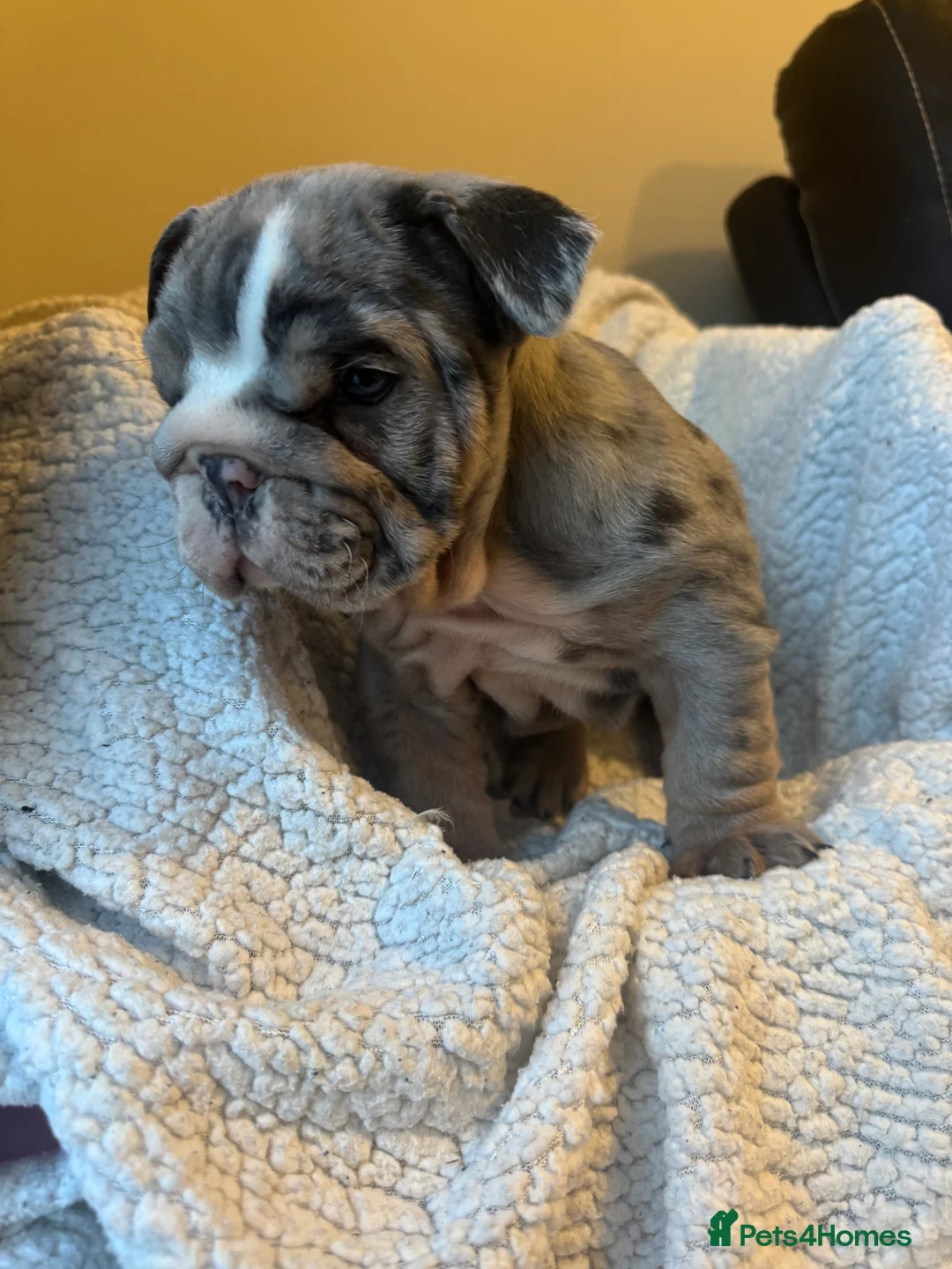 English Bulldog dogs for sale: English bulldogs puppies  - Advert 1