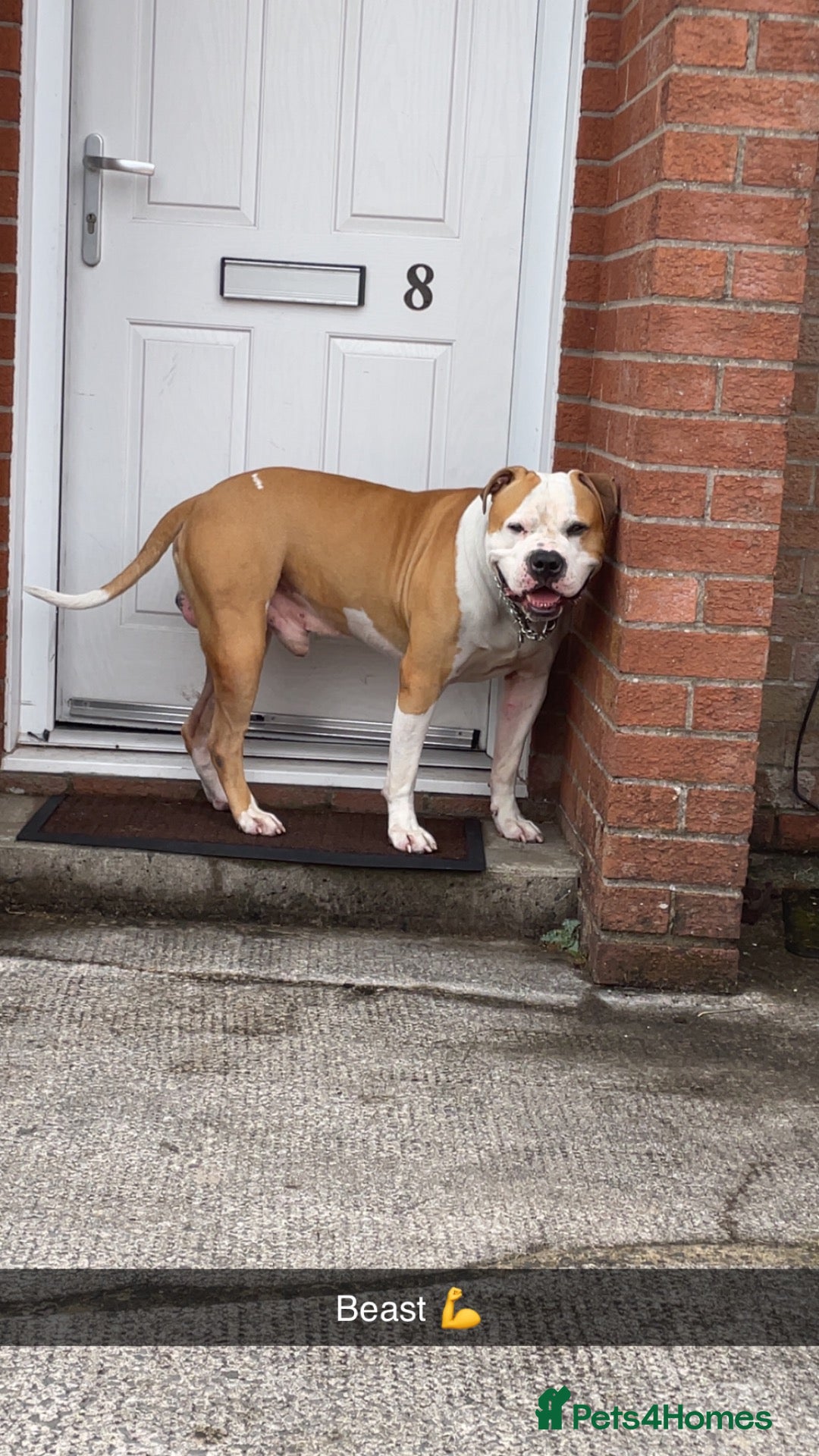 Mixed Breed dogs 3/4 American bulldog 1/4 staff - Advert 1