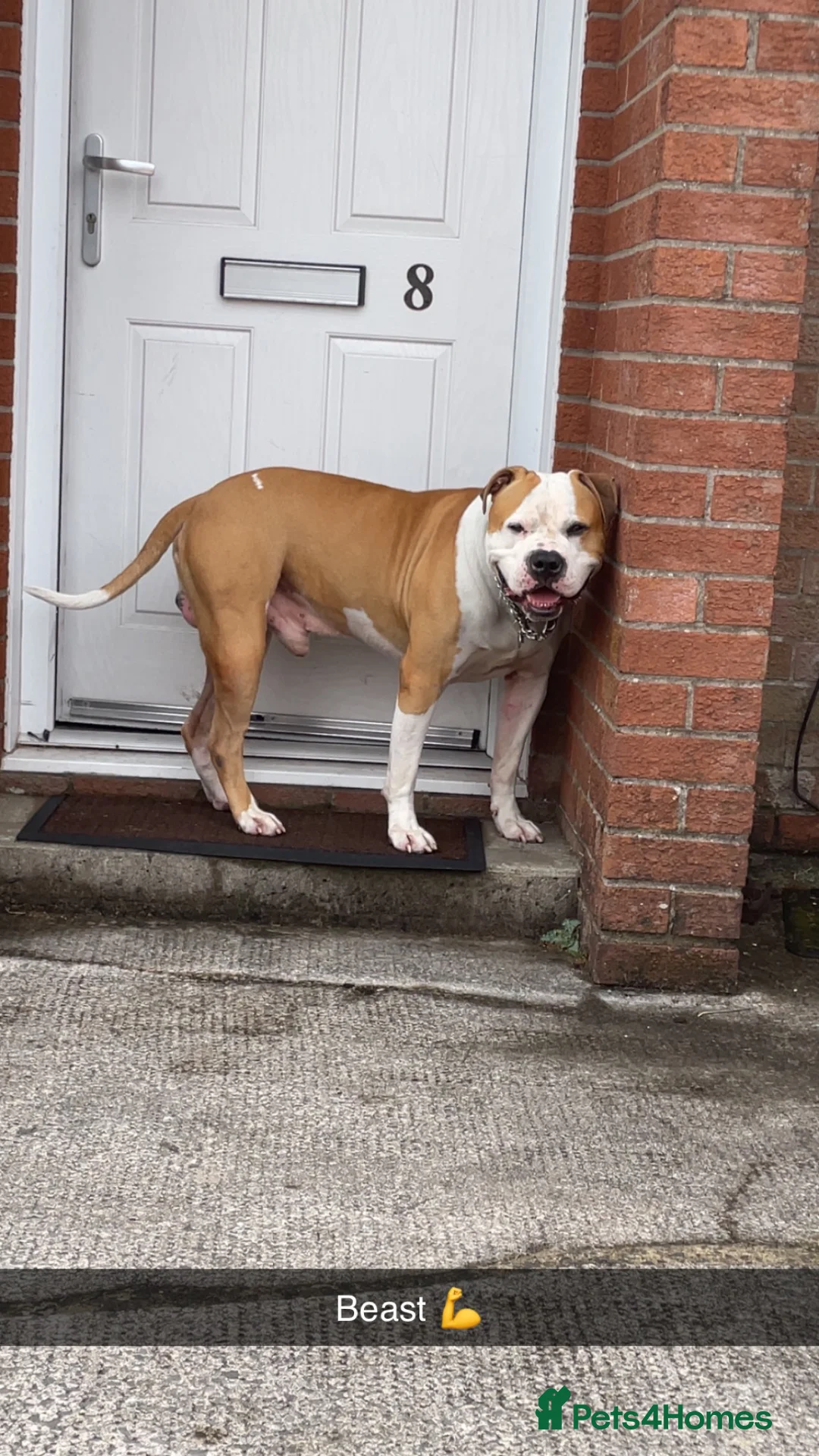 Mixed Breed dogs for stud: 3/4 American bulldog 1/4 staff in Swansea - Advert 1