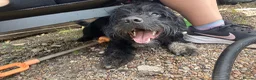 Mixed Breed dogs for sale: Coco jackapoo cross yorkie  in Norwich - Advert 6