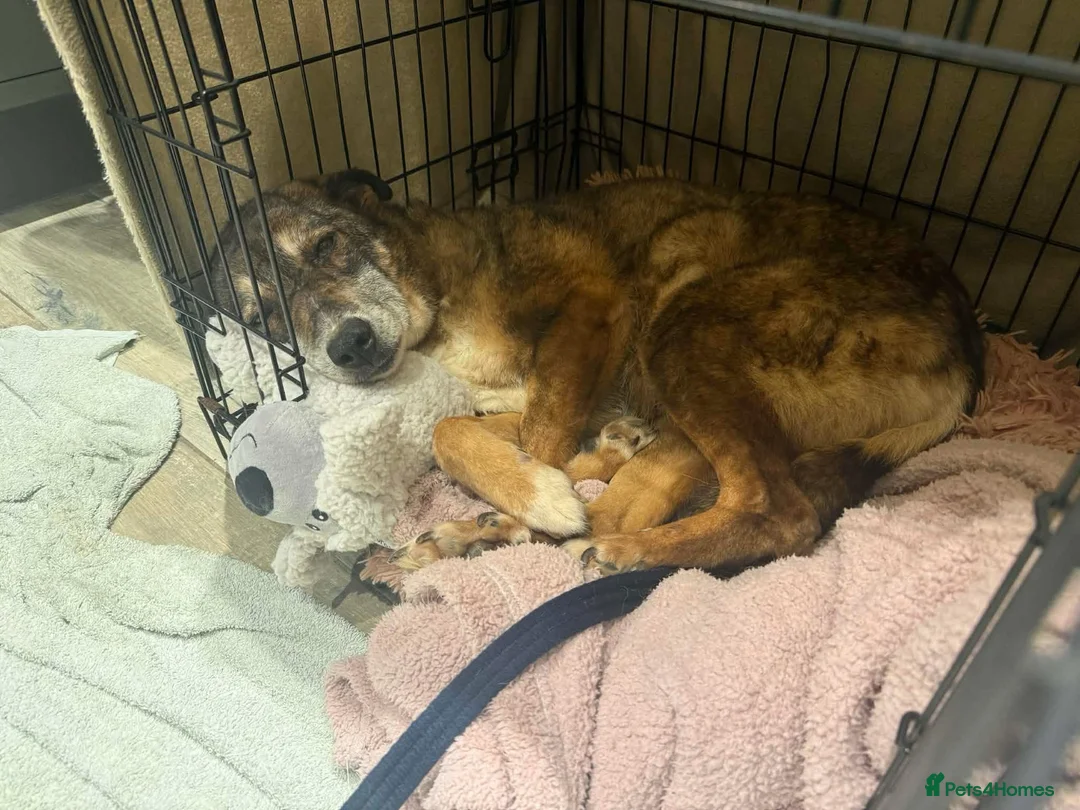 Mixed Breed dogs for adoption: Kathleen - Marleborough Wiltshire  in Marlborough - Advert 6