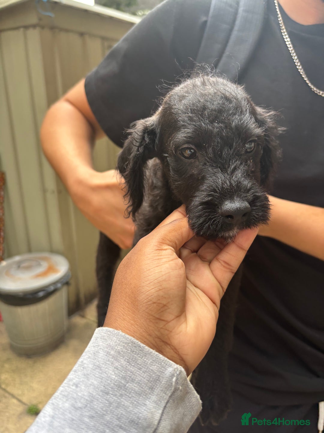 Mixed Breed dogs for sale: JACKAPOO PUPPIES READY TO GO! | TOYPOODLE MIX - Image 6