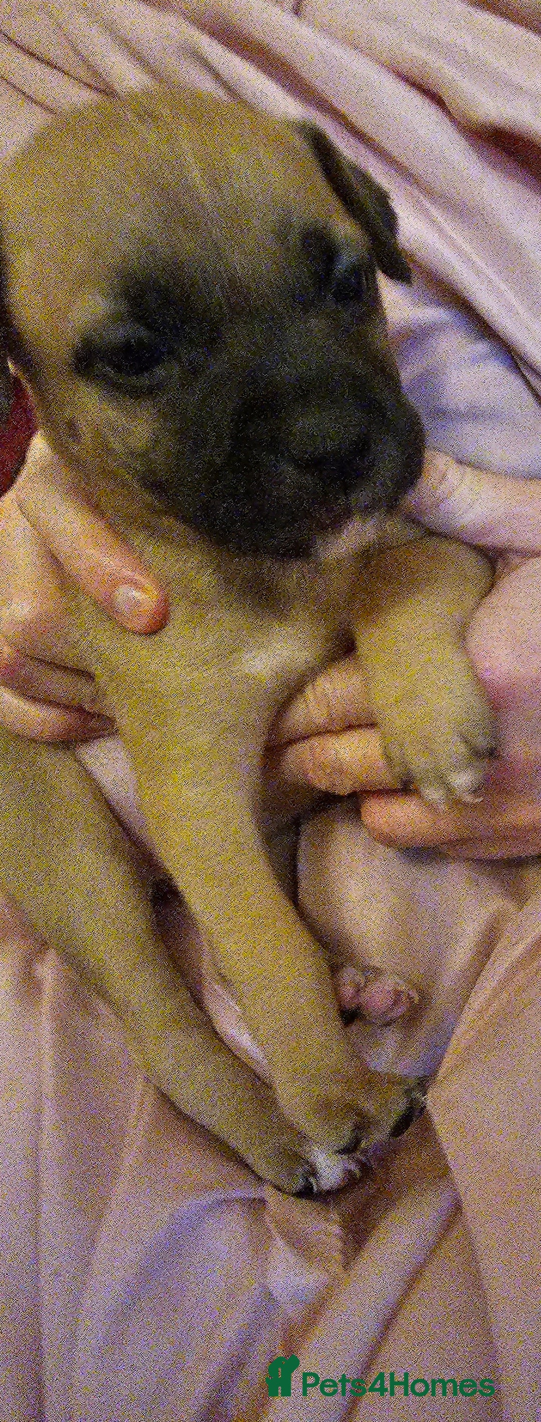 Bullmastiff dogs for sale: Bullmastiff puppies  - Image 11