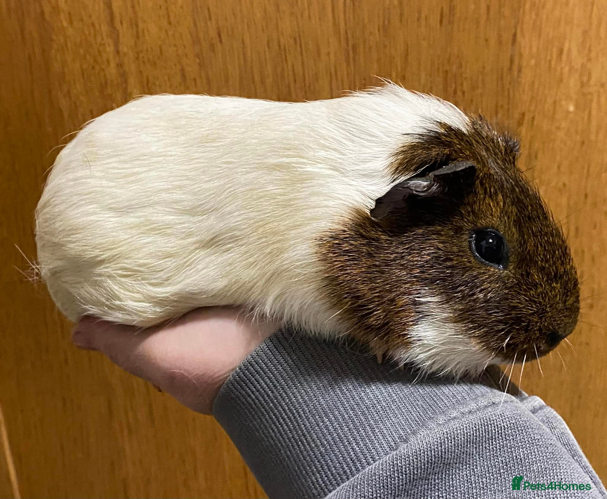 Guinea Pig rodents Baby & Adult Guinea Pig GIRLS - Advert 13