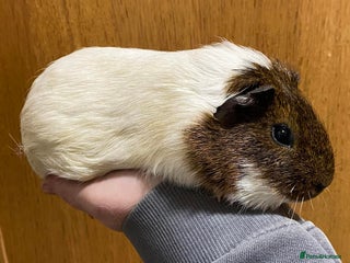 Guinea Pig rodents Baby & Adult Guinea Pig GIRLS - Advert 13