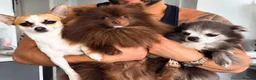 Pomeranian dogs for stud: Exceptional chocolate teddy coat Pomeranian stud - Advert 2