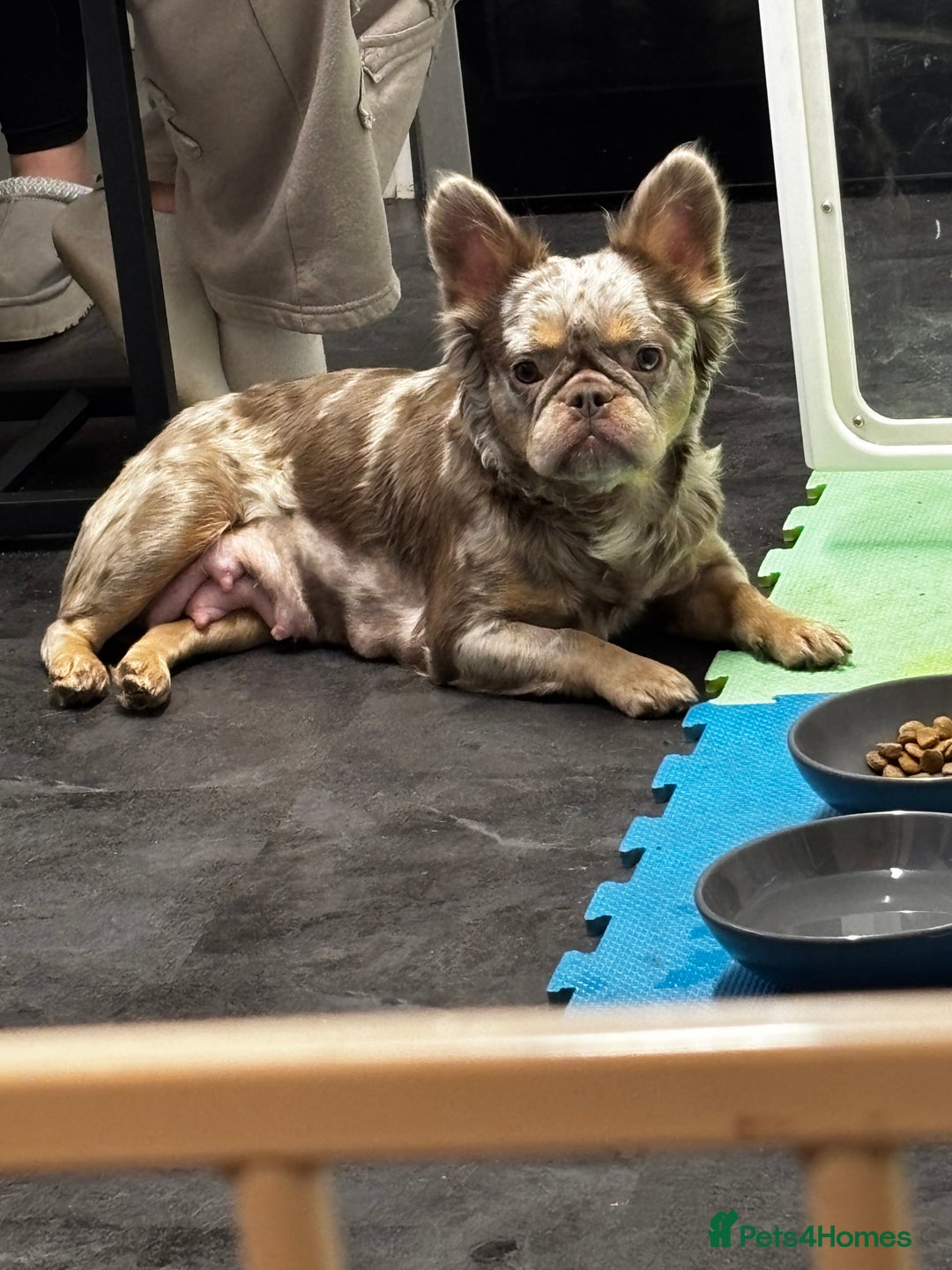 French Bulldog dogs for sale: 💯Quality 🇫🇷Fluffy french bulldogs for sale 🐶💙 - Advert 5