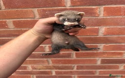 Ferret rodents for sale: Working ferrets and kits for sale  - Image 4