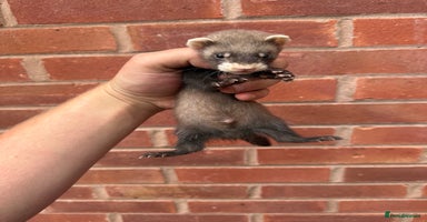 Ferret rodents - Advert 11
