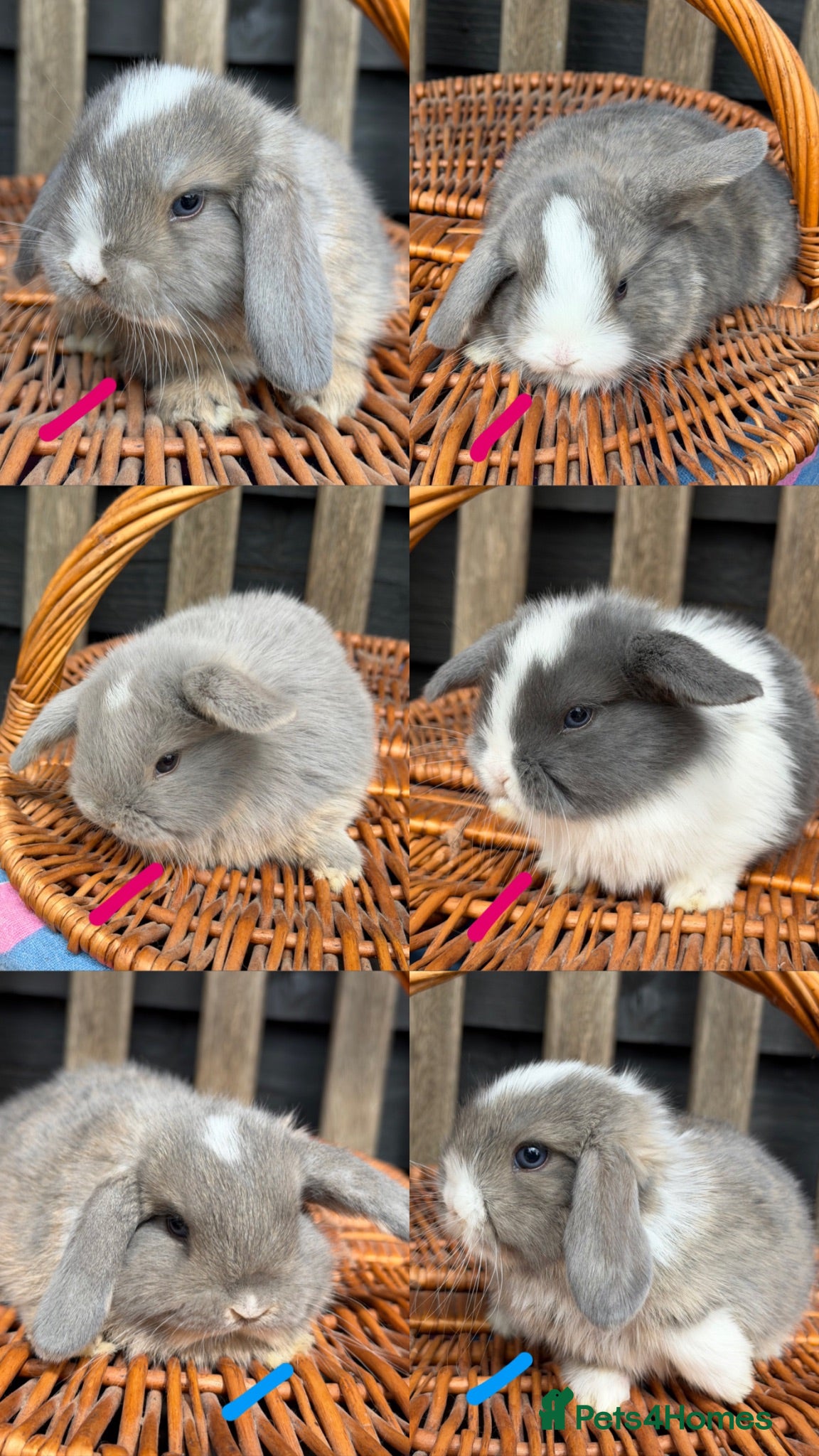 Mini Lop rabbits Pure bred mini lop rabbits  - Advert 2