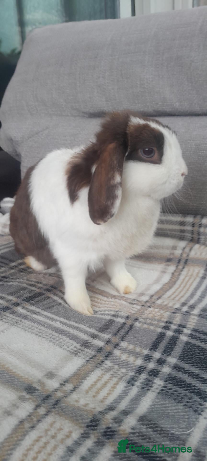 Mini Lop rabbits Mini lop girl - Advert 17