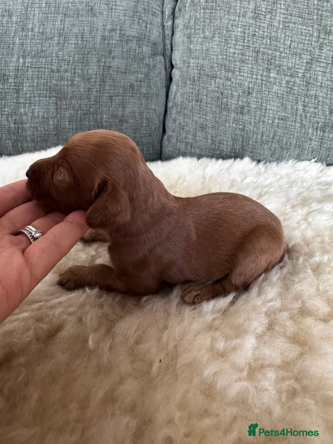 Cockapoo dogs for sale: *Health tested F1 Cockapoo Puppies* - Advert 22