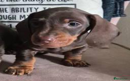 Miniature Dachshund dogs for sale: Miniature Dachshund Puppies for Sale to good home. in Oldham - Image 8