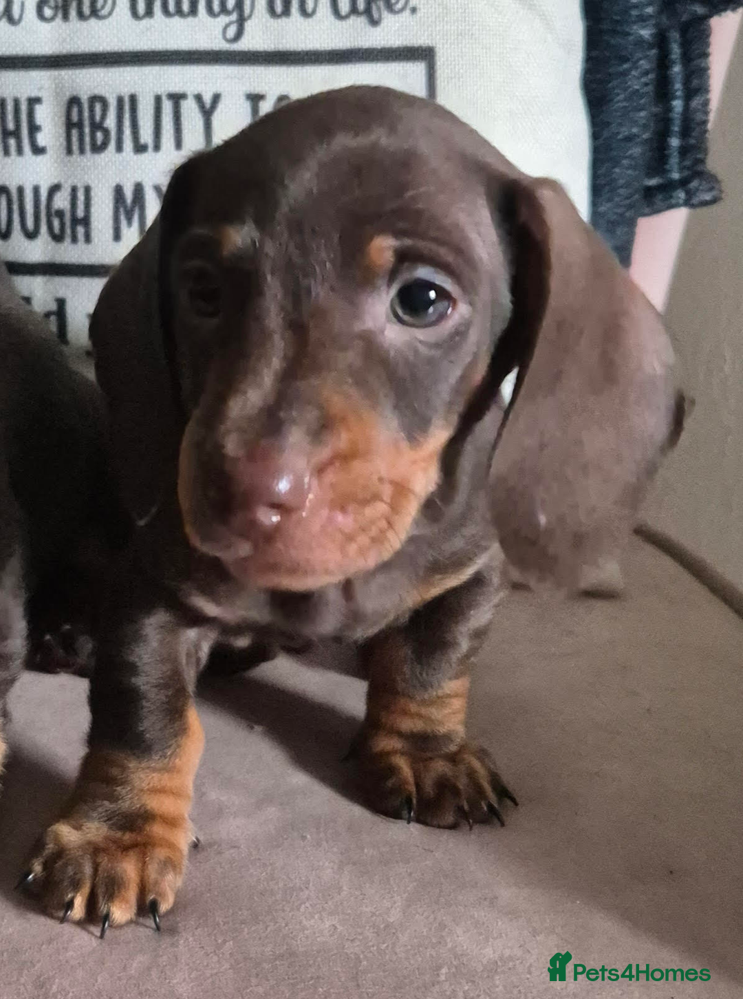 Miniature Dachshund dogs for sale: Miniature Dachshund Puppies for Sale to good home. in Oldham - Image 8