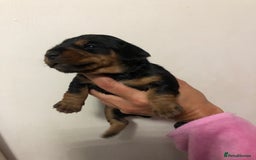 Mixed Breed dogs for sale: Jackapoo cross dachshund puppy’s  - Advert 11