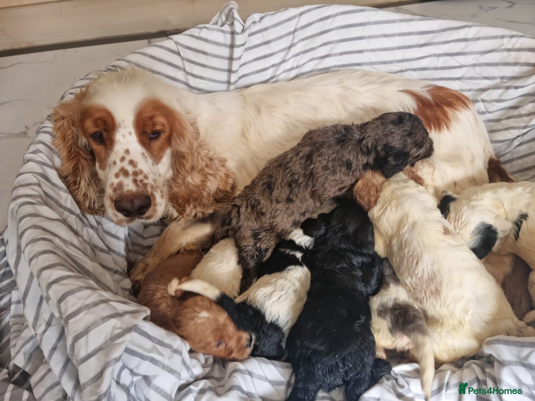 Cockapoo dogs for sale: Cockapoo puppies  - Image 3
