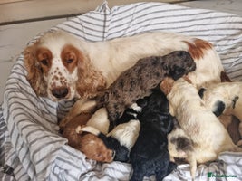 Cockapoo dogs - Advert 8