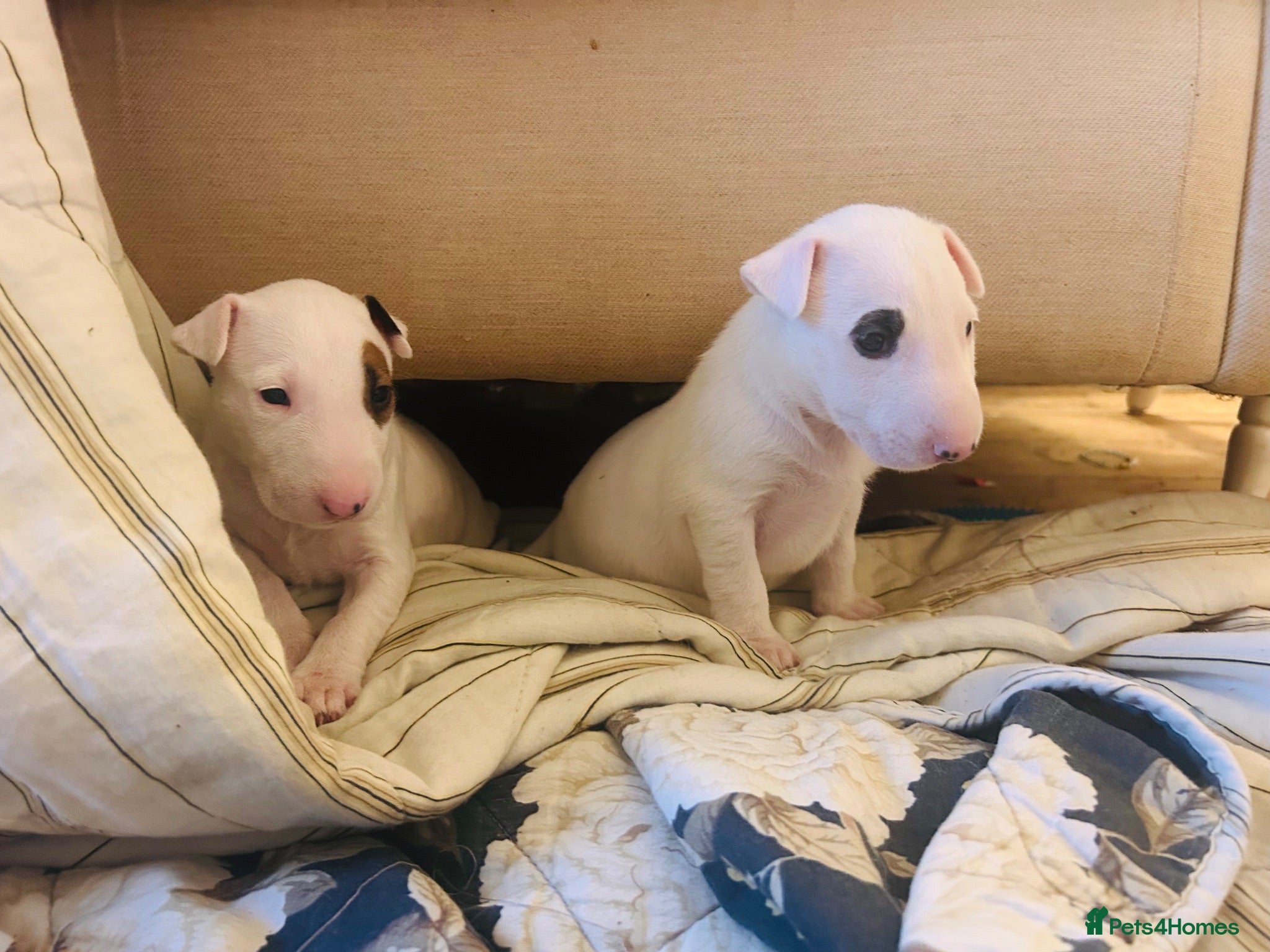 English Bull Terrier dogs for sale: KC Champion Show Quality Pups  Ready this weekend  - Advert 1