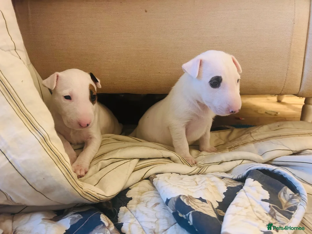 English Bull Terrier dogs for sale: KC Champion Show Quality Pups  Ready this weekend  - Advert 1