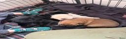 Chow Chow dogs for sale: Chow chow puppy - Advert 8