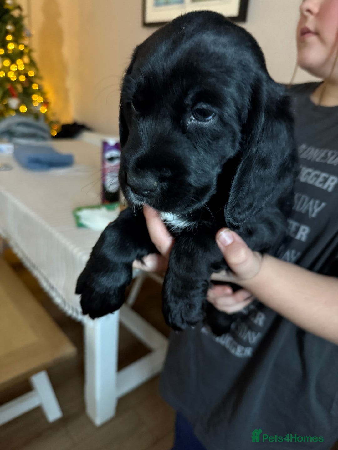 Cockerdor dogs for sale: F1 Cockerador Puppies  - Advert 6