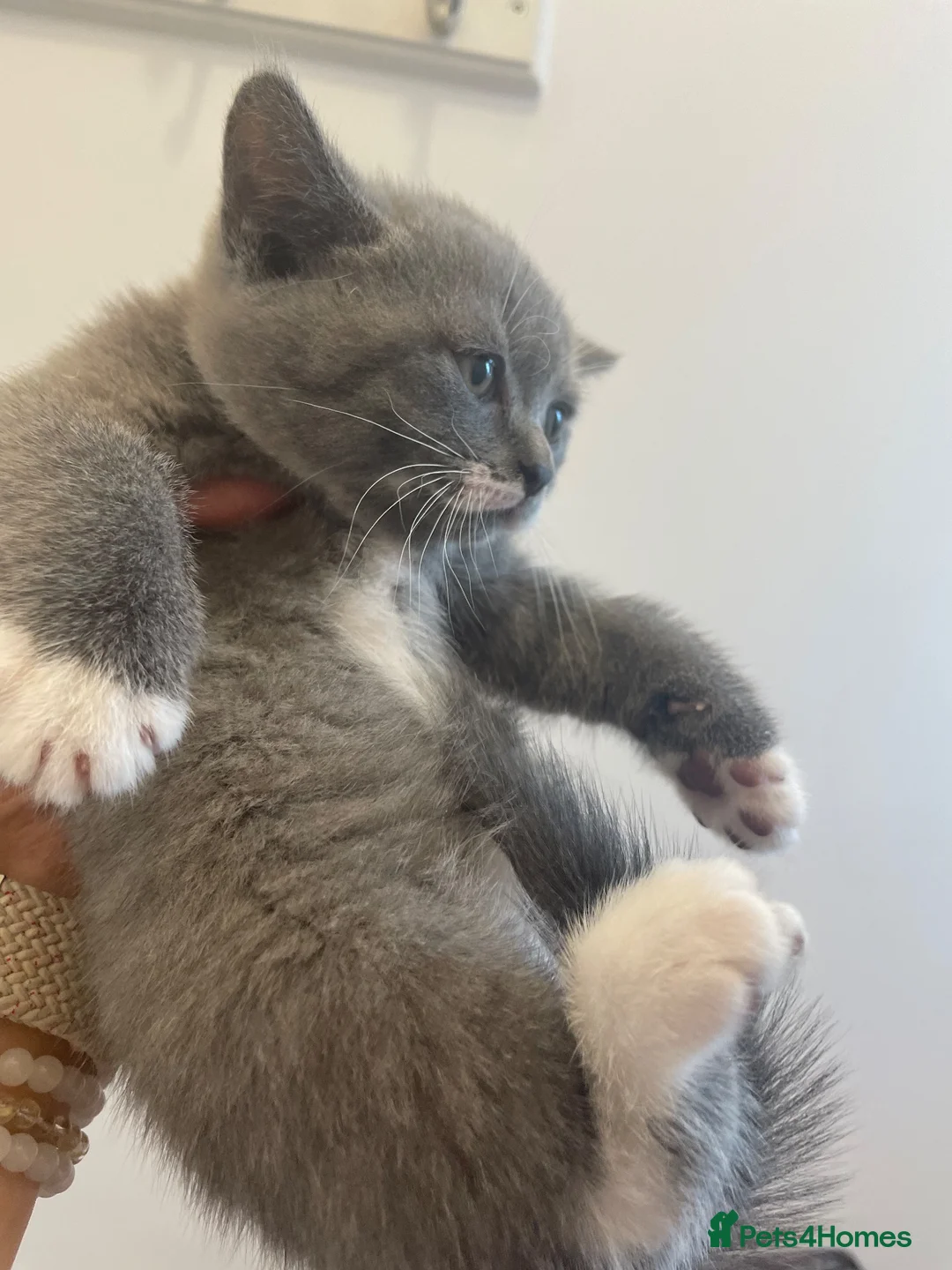 British Shorthair cats for sale: British shorthair girl - Advert 8